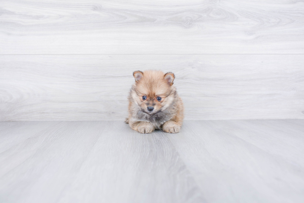 Friendly Pomeranian Baby