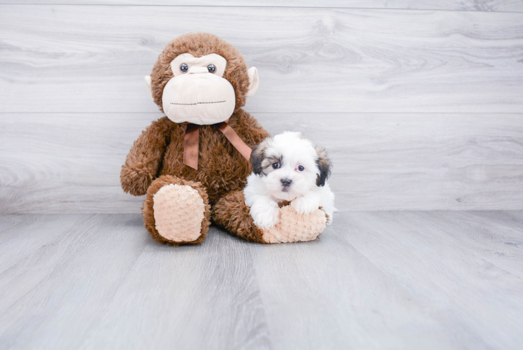 Teddy Bear Puppy for Adoption