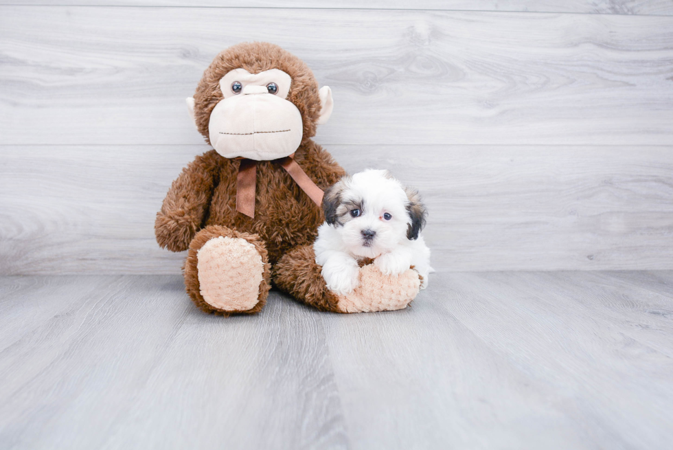 Teddy Bear Puppy for Adoption