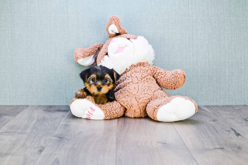 Meet Goldie - our Yorkshire Terrier Puppy Photo 