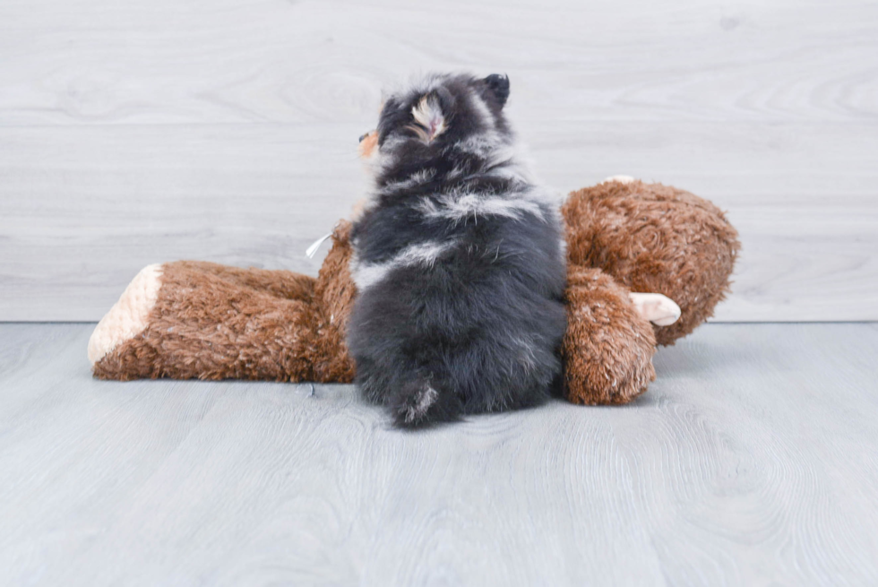 Energetic Pomeranian Purebred Puppy