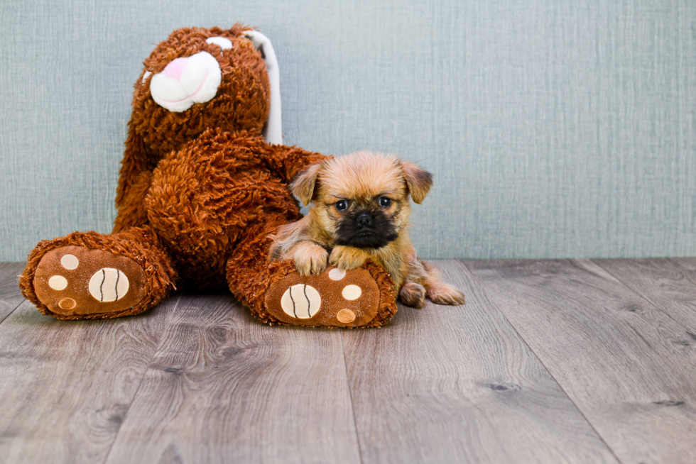 Brussels Griffon Pup Being Cute