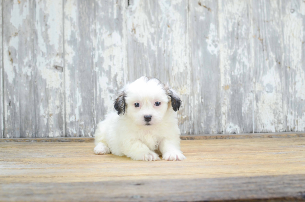 Teddy Bear Pup Being Cute