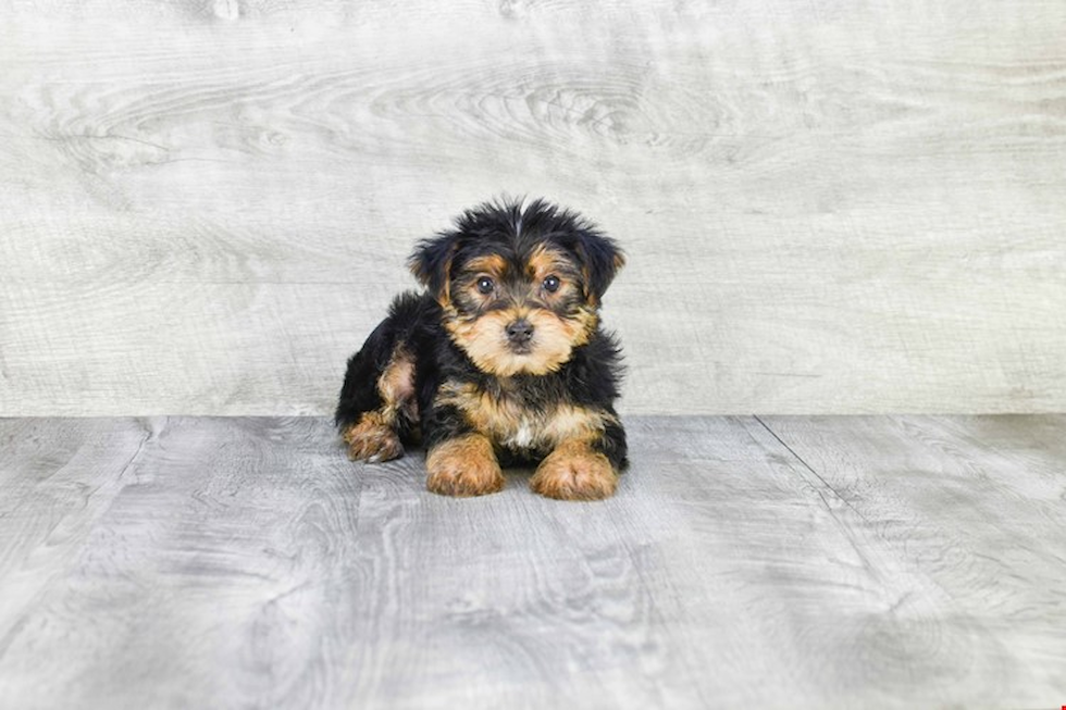 Meet Micah - our Yorkshire Terrier Puppy Photo 