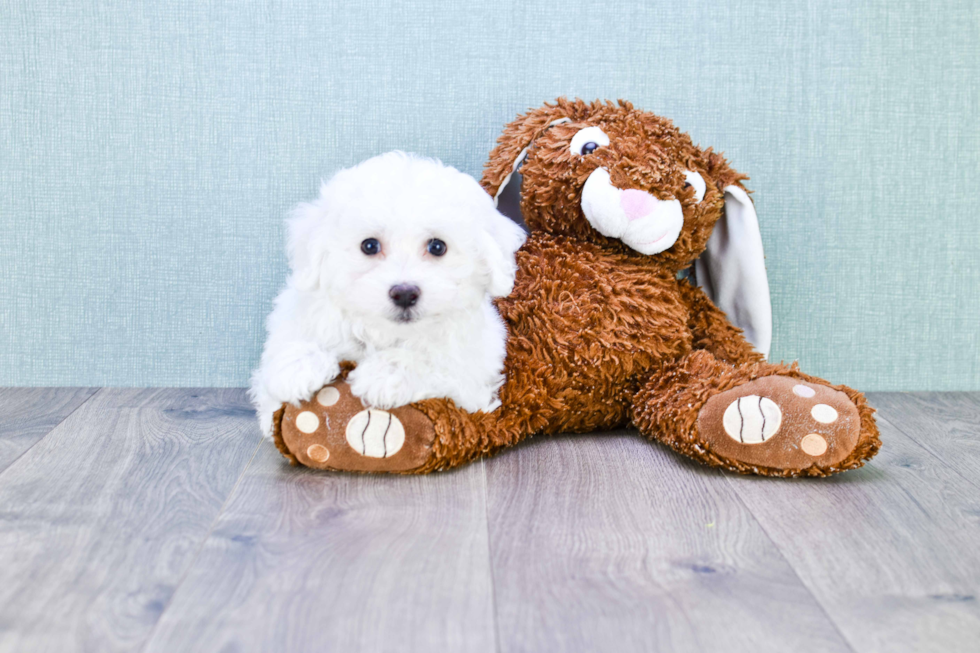 Funny Bichon Frise Purebred Pup