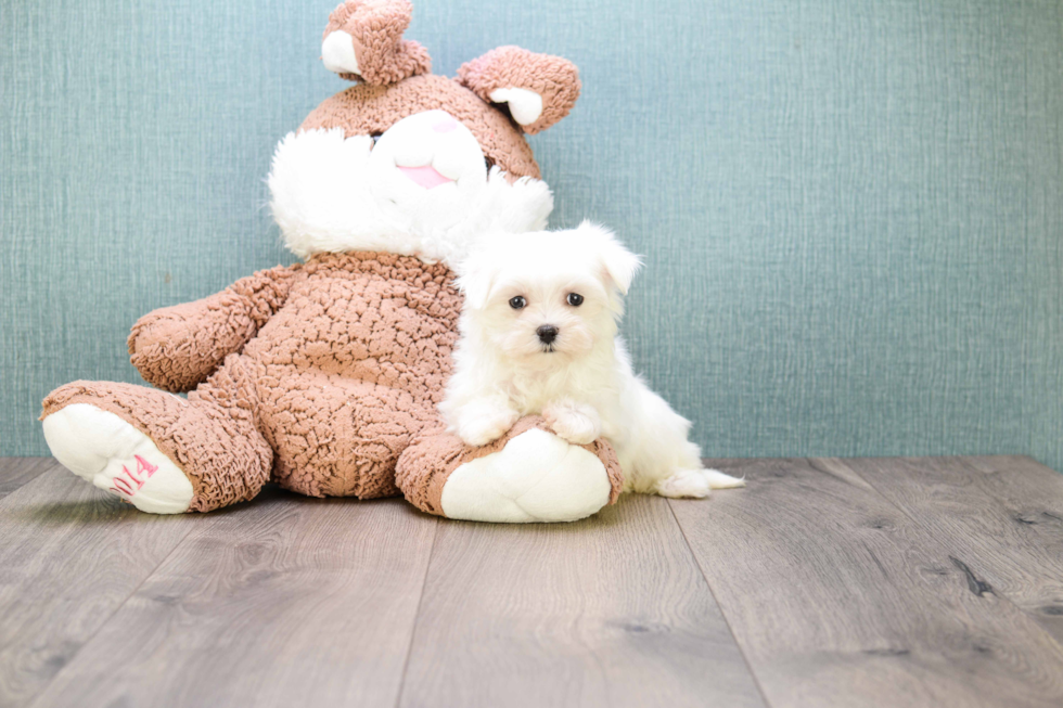 Maltese Pup Being Cute