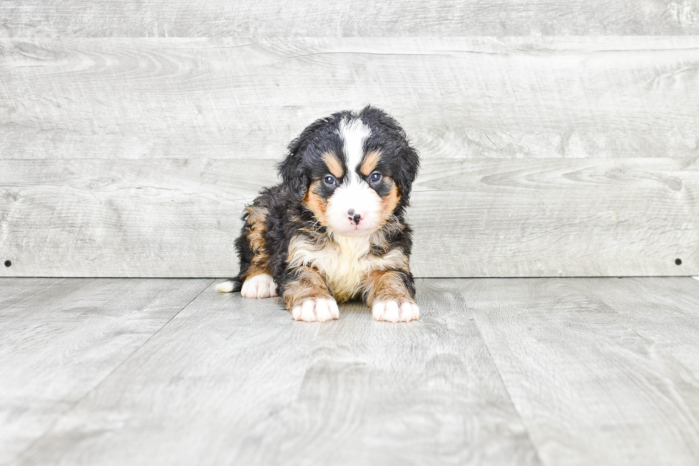 Funny Mini Bernedoodle Poodle Mix Pup