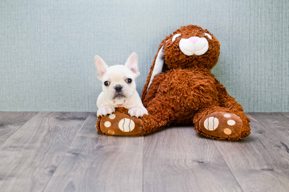 Cute Frenchie Purebred Puppy