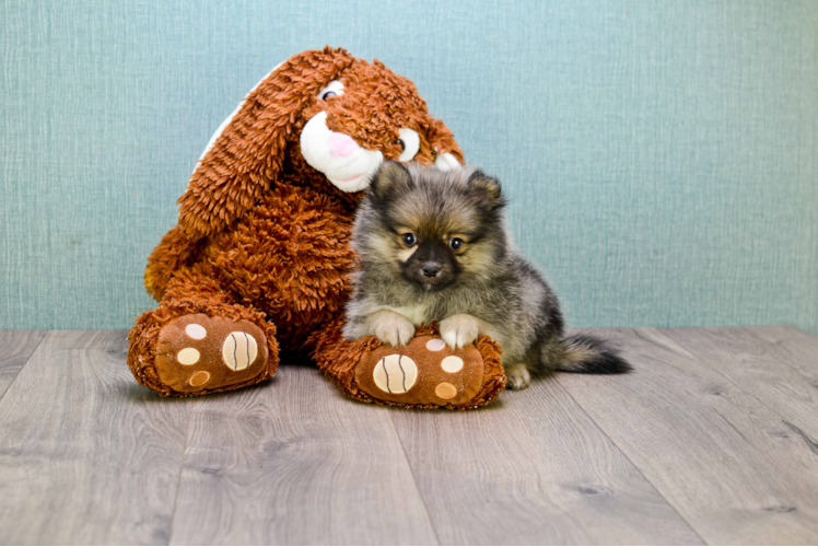 Happy Pomeranian Purebred Puppy