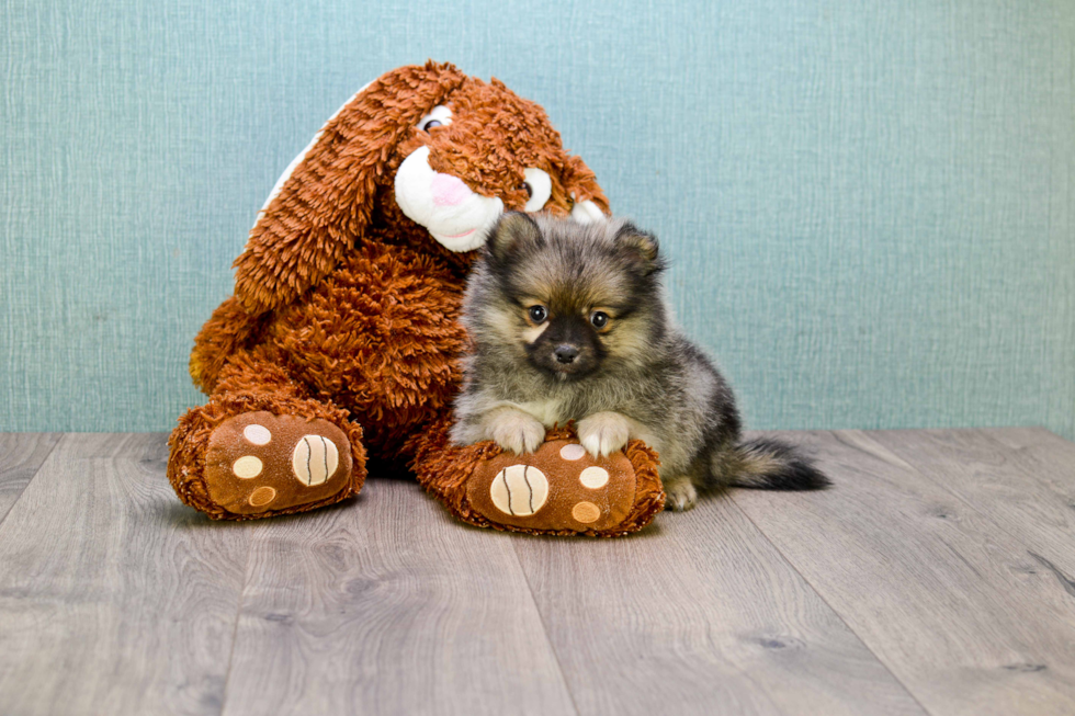 Happy Pomeranian Purebred Puppy