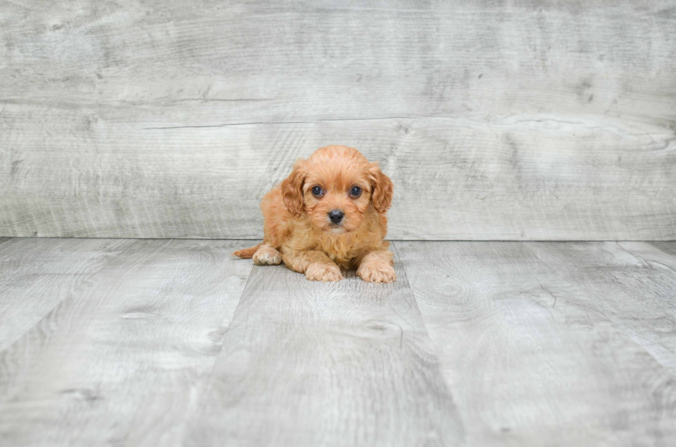 Cavapoo Puppy for Adoption