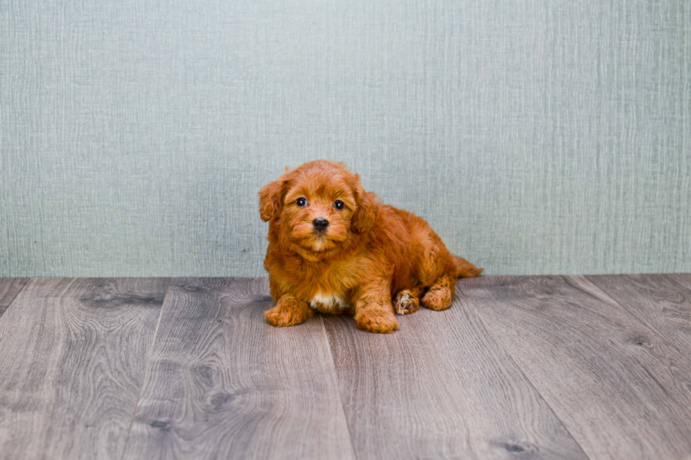 Mini Goldendoodle Puppy for Adoption