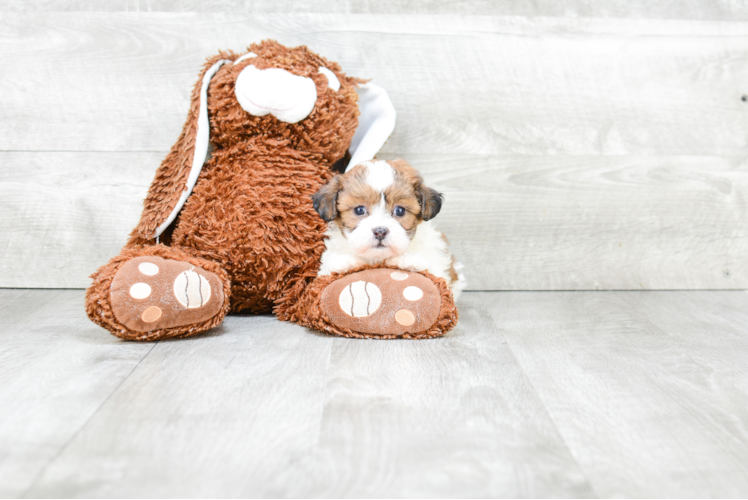 Petite Teddy Bear Designer Pup