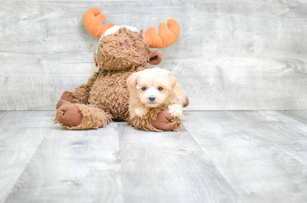 Friendly Maltipoo Baby