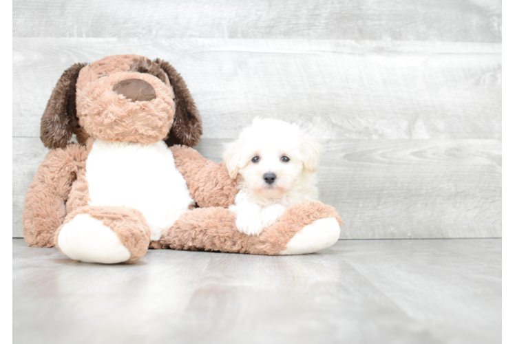 Maltipoo Pup Being Cute