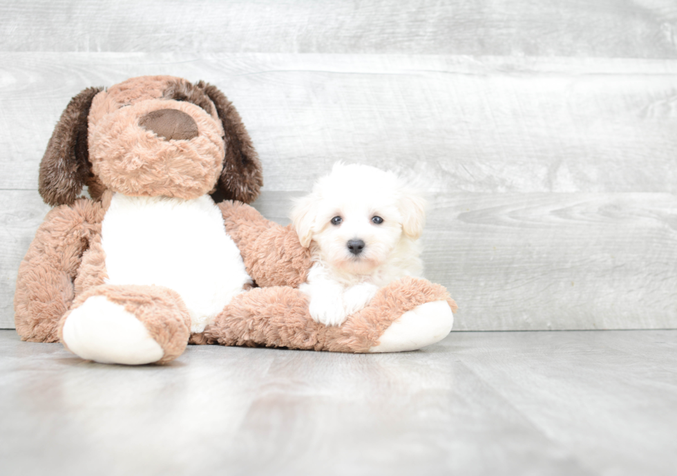 Maltipoo Pup Being Cute