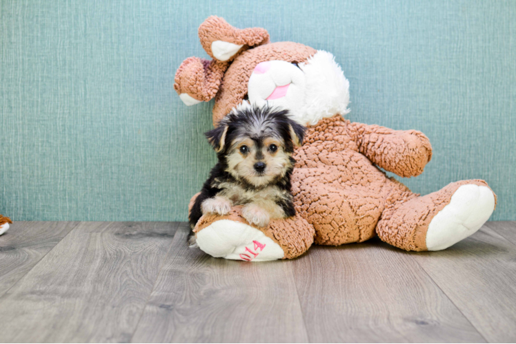 Fluffy Morkie Designer Pup