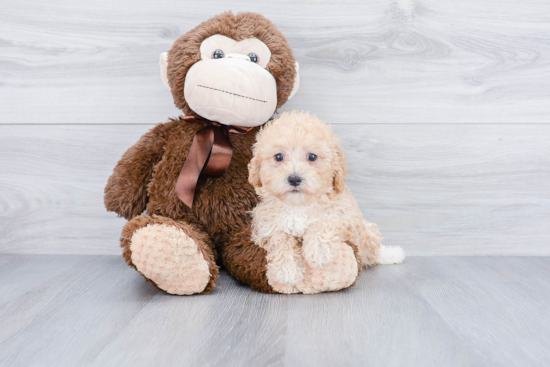 Popular Maltipoo Poodle Mix Pup