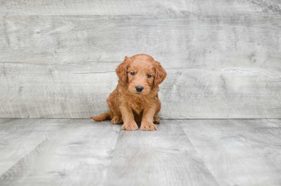 Energetic Golden Retriever Poodle Mix Puppy