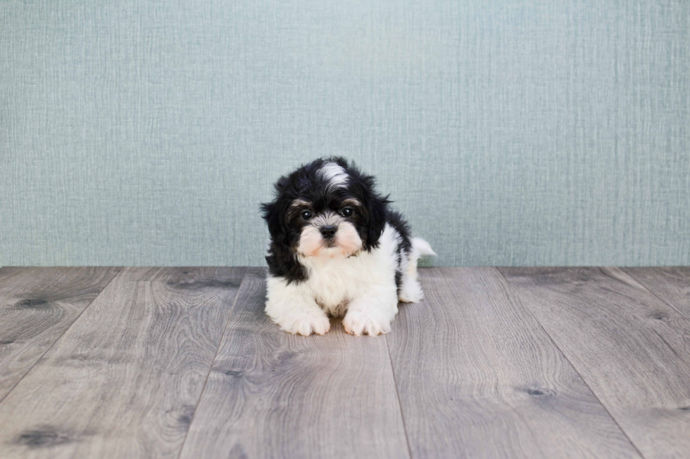 Teddy Bear Pup Being Cute