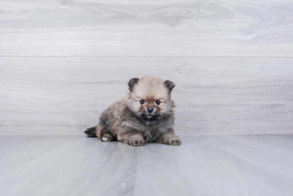 Best Pomeranian Baby