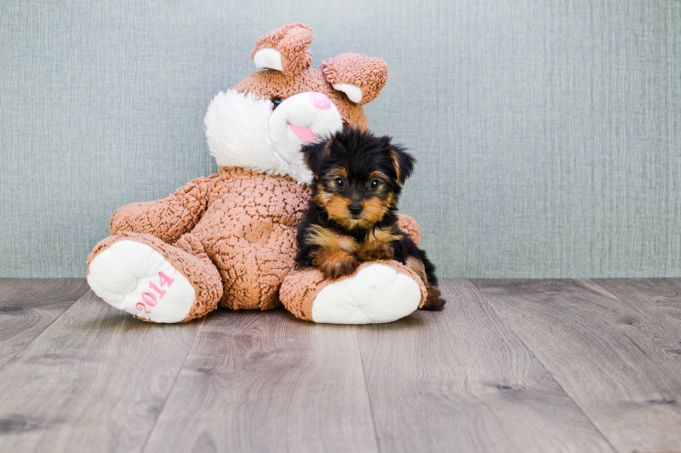 Meet Timmy - our Yorkshire Terrier Puppy Photo 