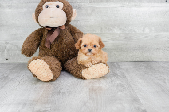 Funny Cavapoo Poodle Mix Pup