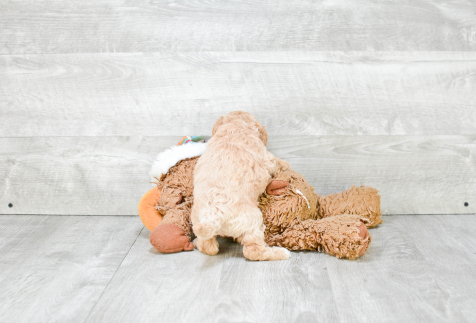 Playful Maltese Poodle Poodle Mix Puppy