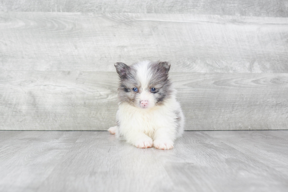 Playful Pomeranian Baby