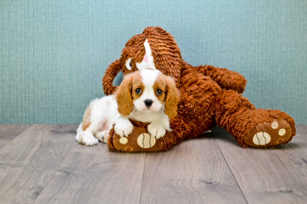 Best Cavalier King Charles Spaniel Baby