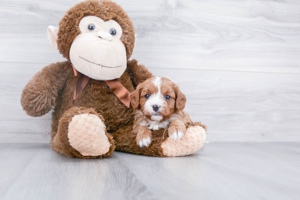 Happy Cavapoo Baby