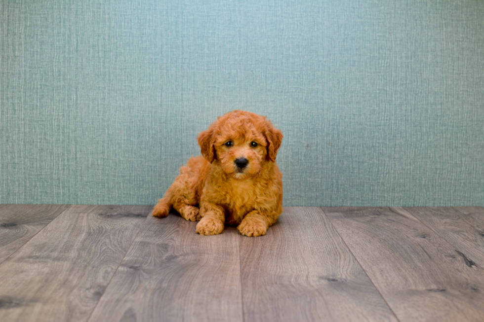 Mini Goldendoodle Pup Being Cute