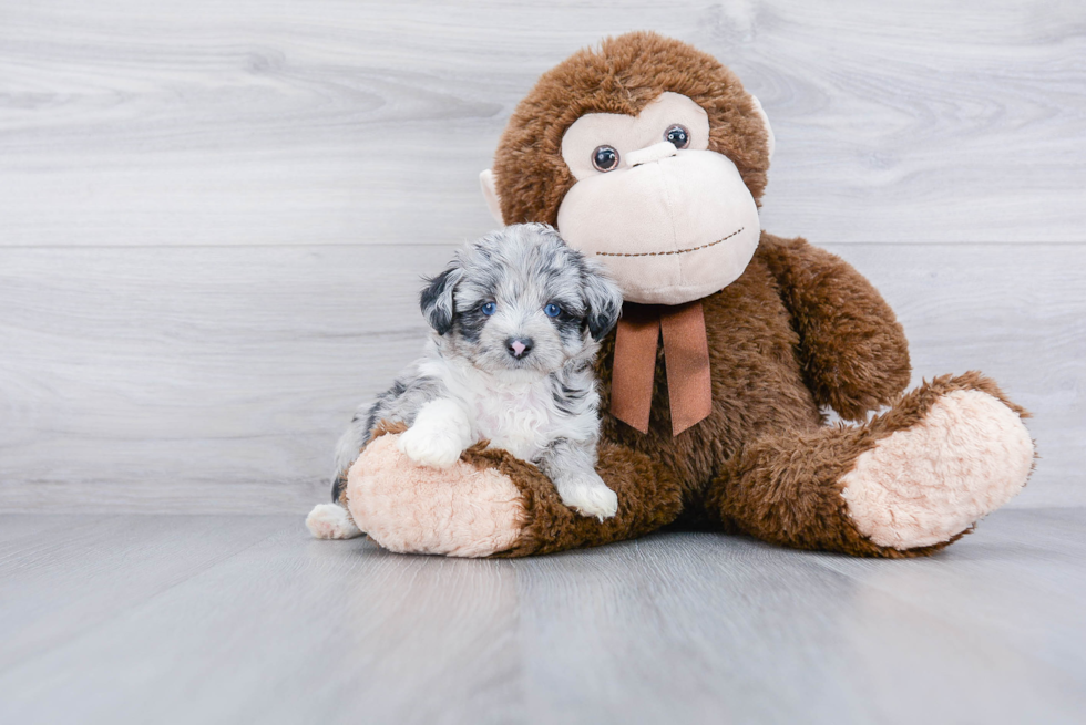 Best Mini Aussiedoodle Baby