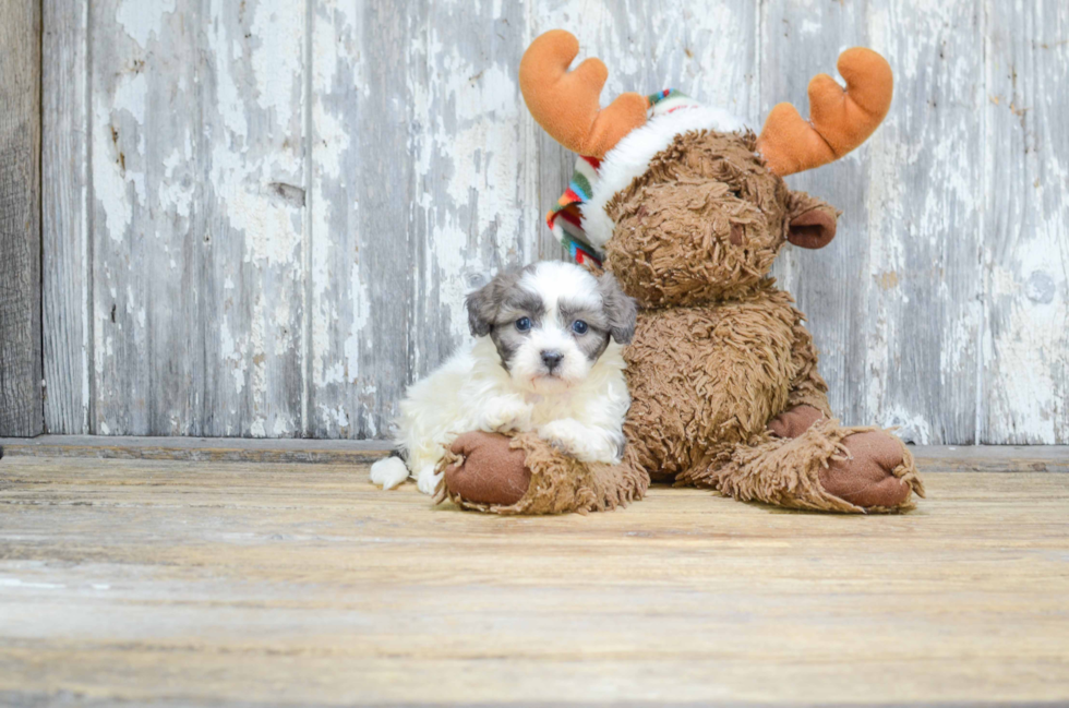 Teddy Bear Pup Being Cute