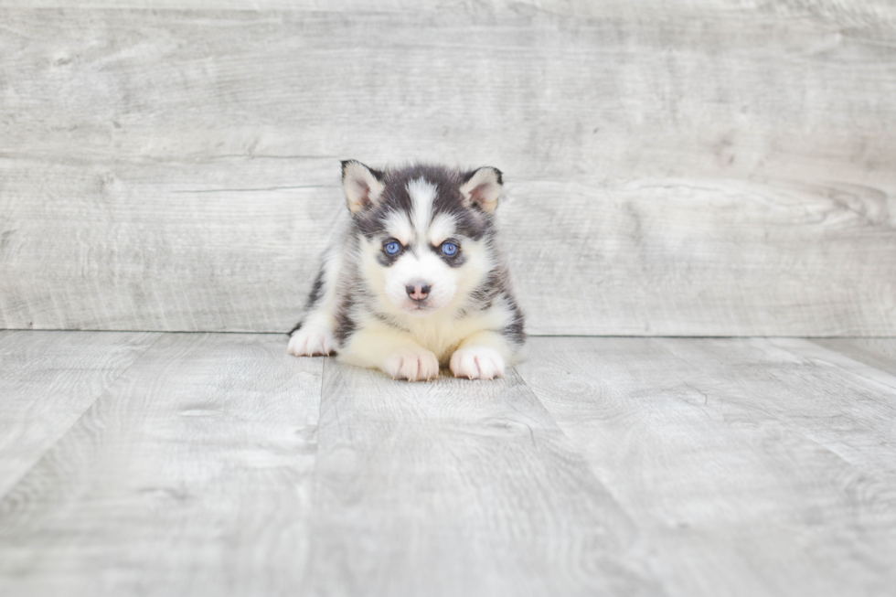 Fluffy Pomsky Designer Pup