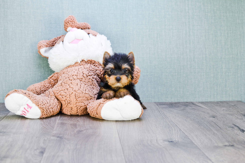 Meet Giselle - our Yorkshire Terrier Puppy Photo 