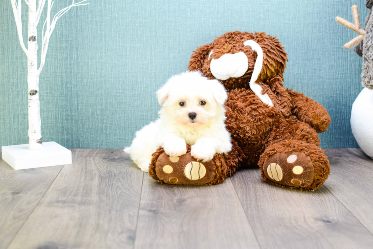 Funny Maltipoo Poodle Mix Pup