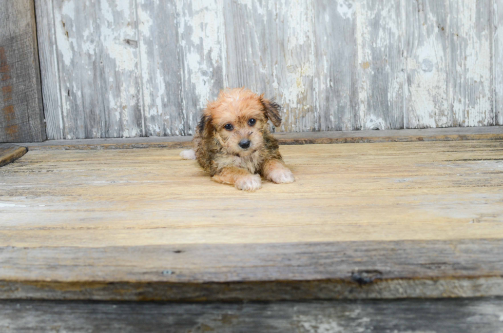 Best Morkie Baby