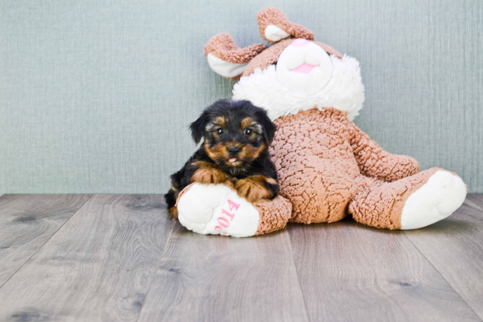 Meet Zoro - our Yorkshire Terrier Puppy Photo 