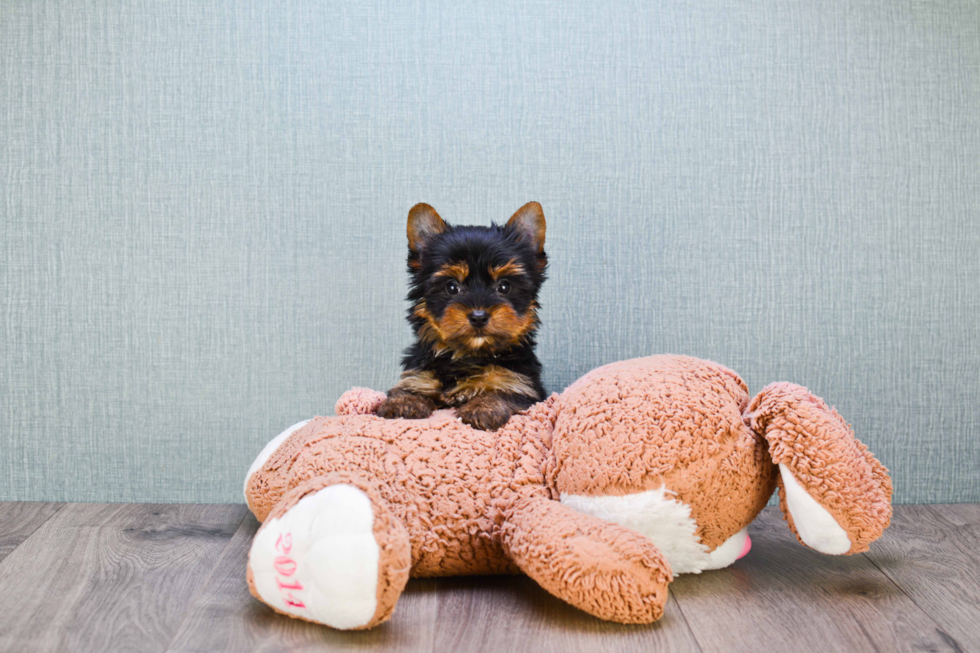 Meet Bella - our Yorkshire Terrier Puppy Photo 