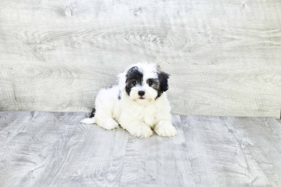 Funny Havanese Baby