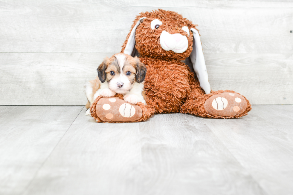 Funny Cavachon Designer Pup