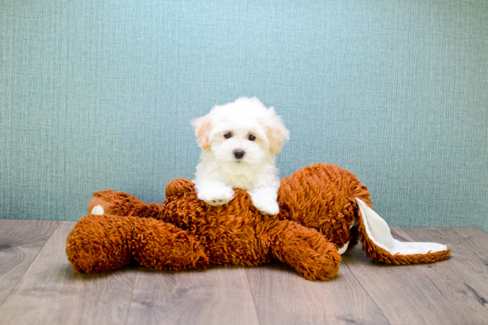 Best Maltipoo Baby