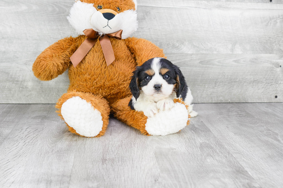 Cavalier King Charles Spaniel Pup Being Cute