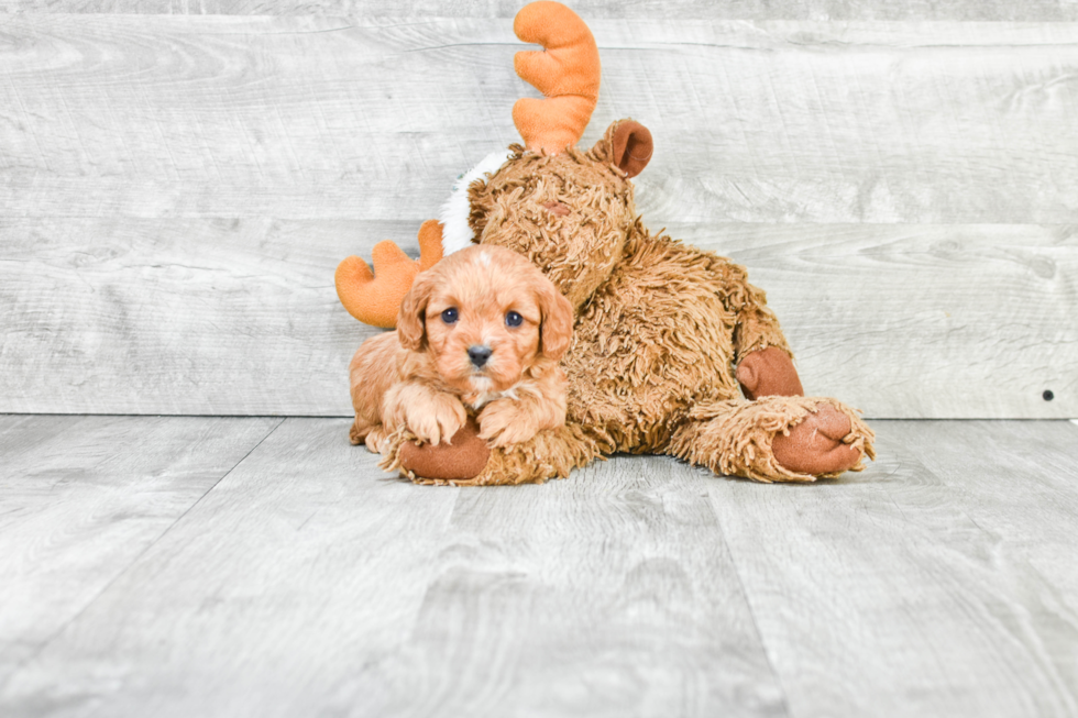 Cavapoo Pup Being Cute