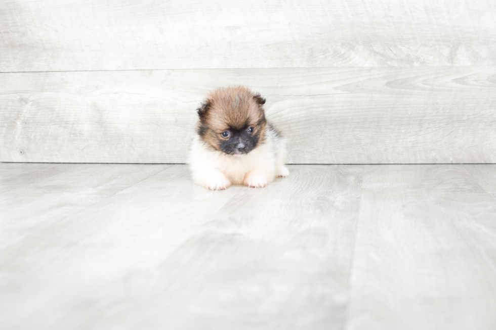 Akc Registered Pomeranian Baby