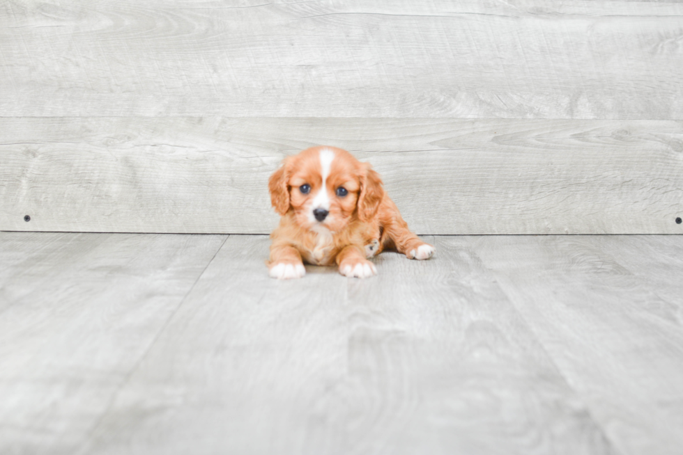 Cavalier King Charles Spaniel Pup Being Cute