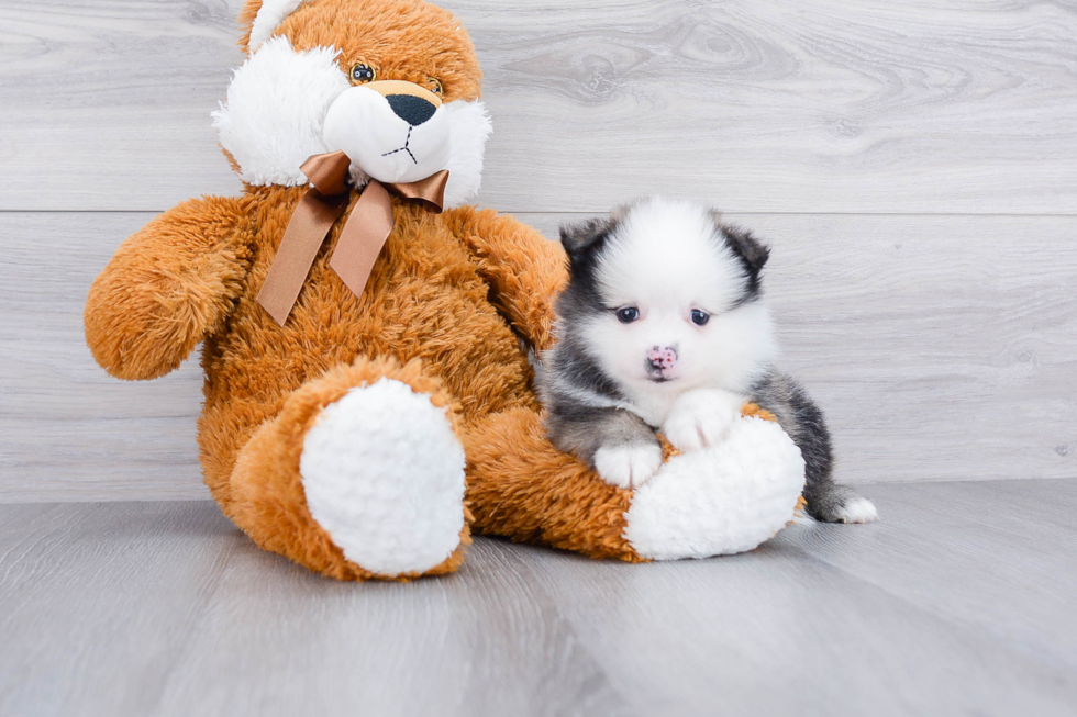 Little Pomeranian Purebred Pup