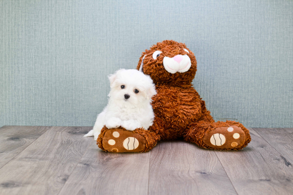 Maltese Pup Being Cute