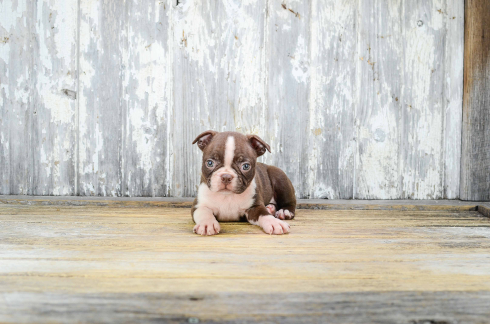 Boston Terrier Pup Being Cute